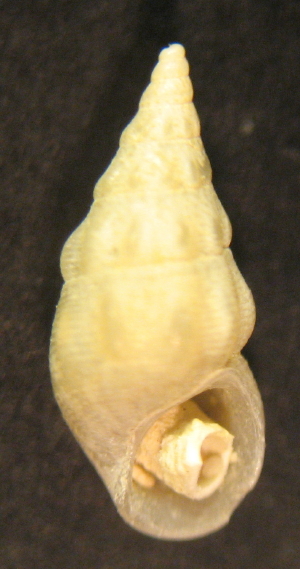 Rissoa variabilis